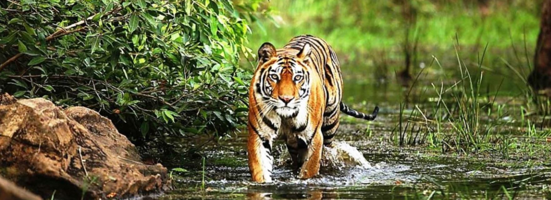 Safari en India