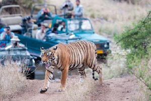 Jaipur – Ranthambore (190 km, ca. 3 Std. 30 Min.) – Halbpension