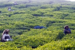 Munnar